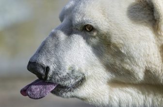 Goed nieuws voor de planeet: de groene paardenbloem