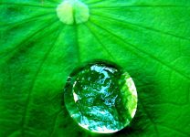 Water, onze belangrijkste natuurlijke hulpbron: de groene paardenbloem