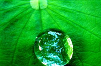 Water, onze belangrijkste natuurlijke hulpbron: de groene paardenbloem